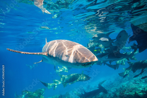 Snorkeling with nurse sharks