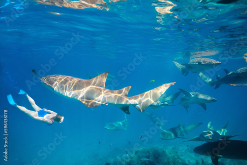 Woman snorkeling with nurse sharks © BlueOrange Studio
