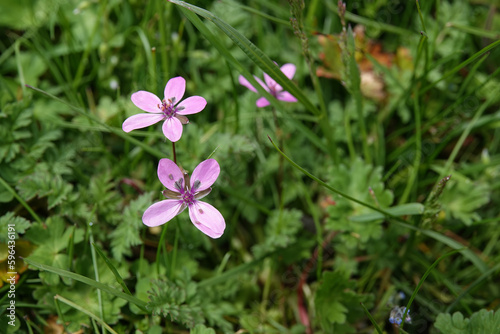 Closeup on the light purple flower of the common stork s-bill or pinweed  Erodium cicutarium