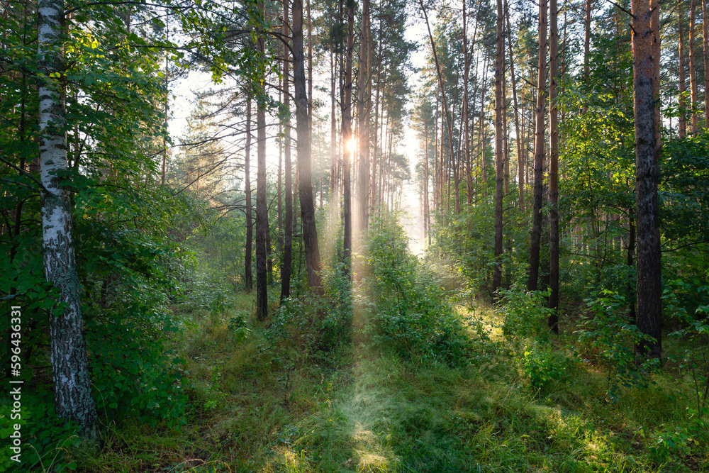 Fototapeta premium Early morning in the spring forest, the morning sun breaks through the light fog