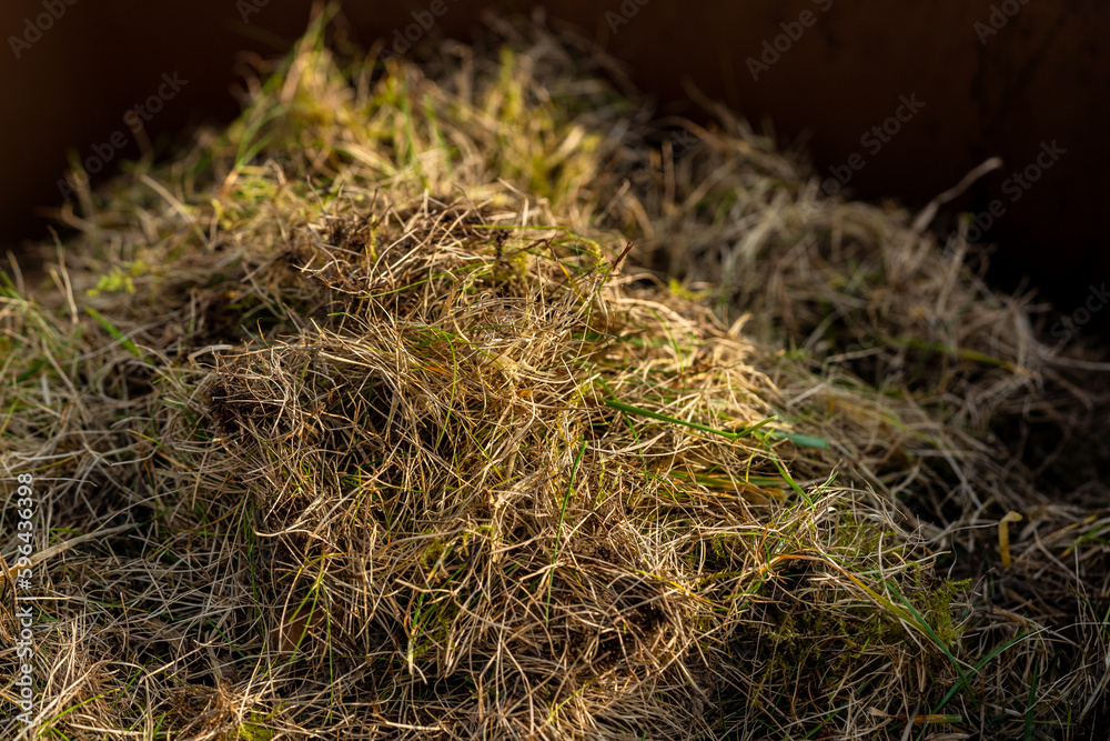 Removing dead grass after winter, spring care of grass, rural garden concept, Debris Left Over by an mechanical Lawn dethatcher, dry grass maintenance. Nature background, climate change Removing dead grass after winter, spring care of grass, rural garden concept, Debris Left Over by an mechanical Lawn dethatcher, dry grass maintenance. Nature background, climate change