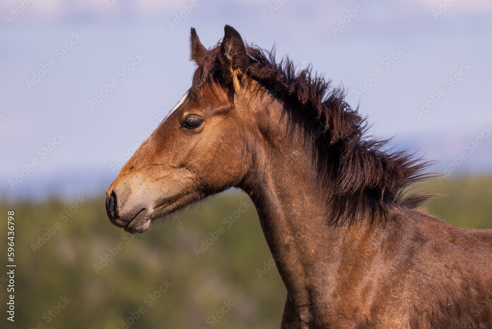 Wild Horse Foal in the Pryor Mountains Montana in Summer Wild Horse Foal in the Pryor Mountains Montana in Summer
