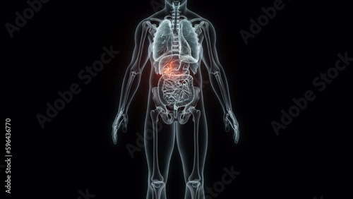 3D rendering Medical Animation of a Human Gallbladder.X-ray of a Gallbladder