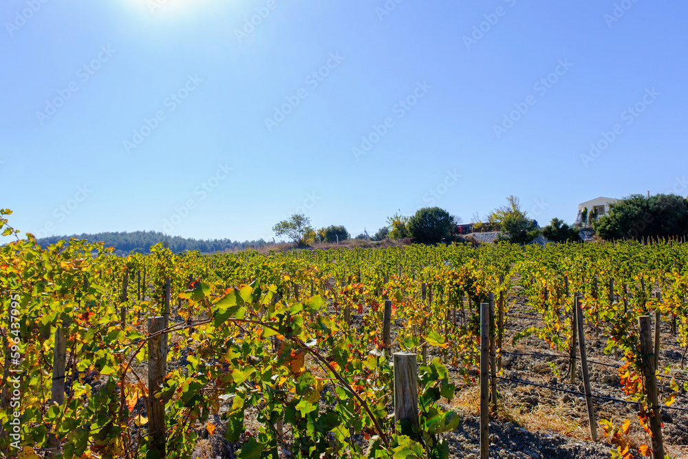 Vineyard landscape under blue sky at sunny day.