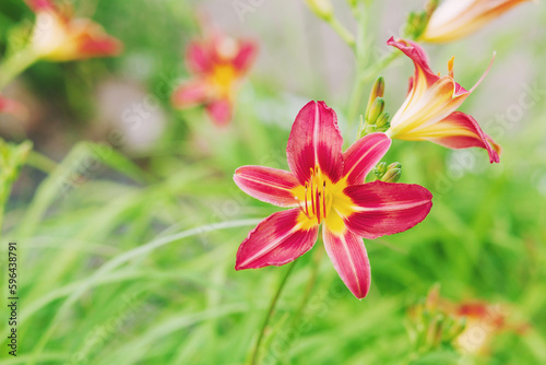 Red lily flowers in garden. Close-up. Floral background.