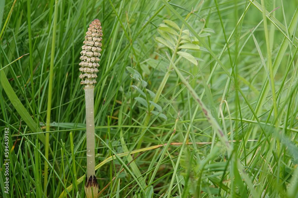 Closeup on the emerging leaf of a field chickweed, field mouse-ear, Equisetum arvense in a meadow