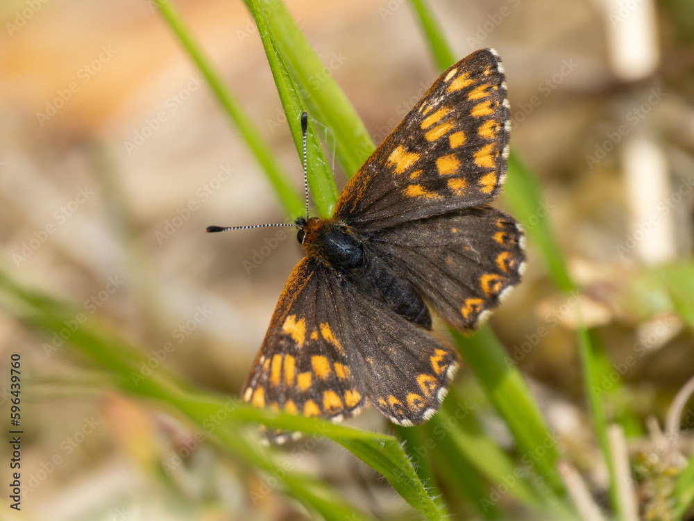 Obraz premium Duke of Burgundy Butterfly. Wings Open.