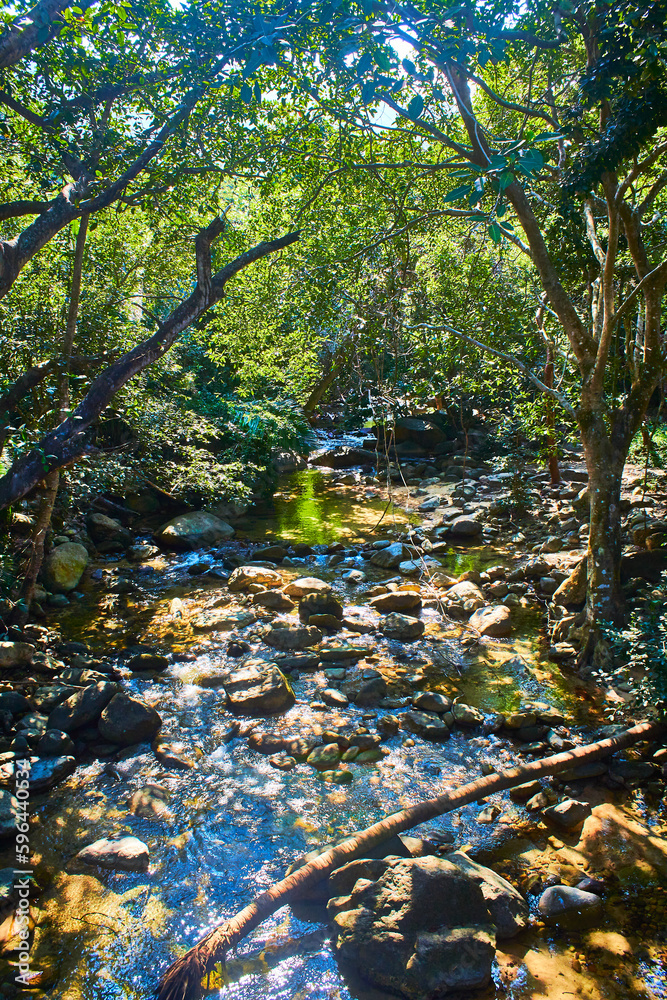 Φωτογραφία tropical jungle with river and rocks on the water, palo maria in puerto vallarta