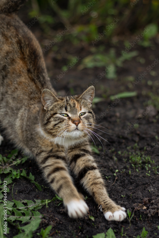 cat in the garden, cat in the park, walking pet cat in the garden, cat in the park, walking pet