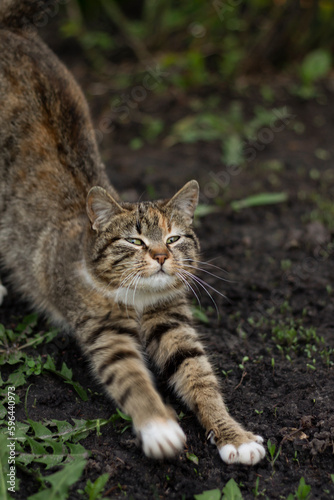 cat in the garden, cat in the park, walking pet © Даша 