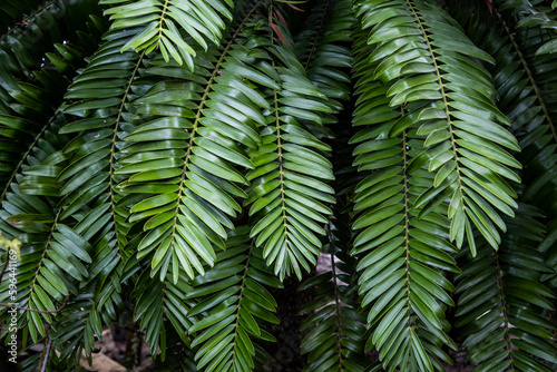 Leaves of sago palm or cycas revoluta