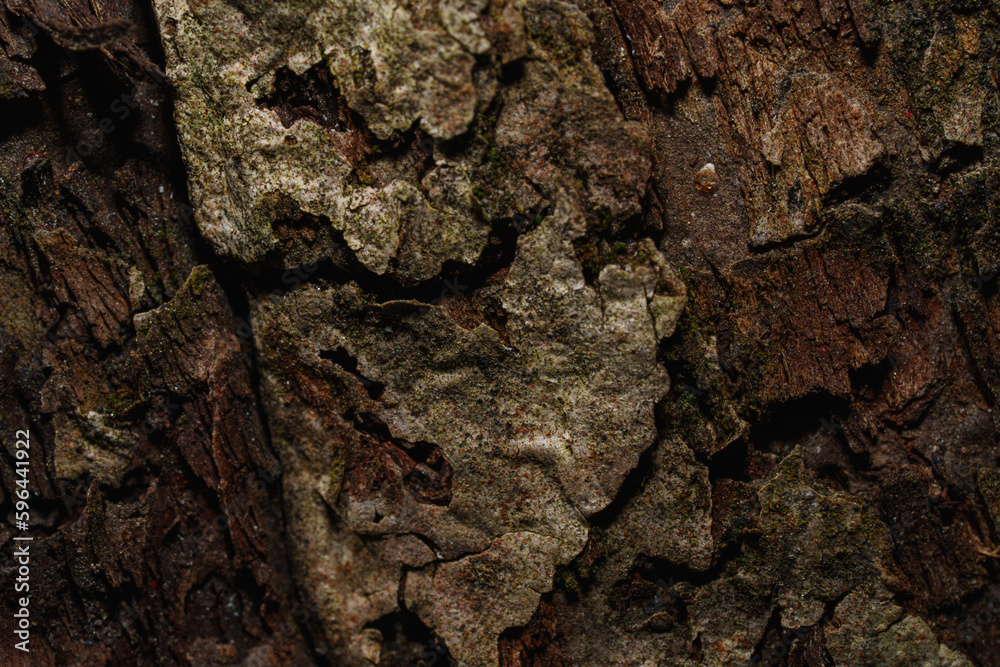 Tree bark texture close up Tree bark texture close up