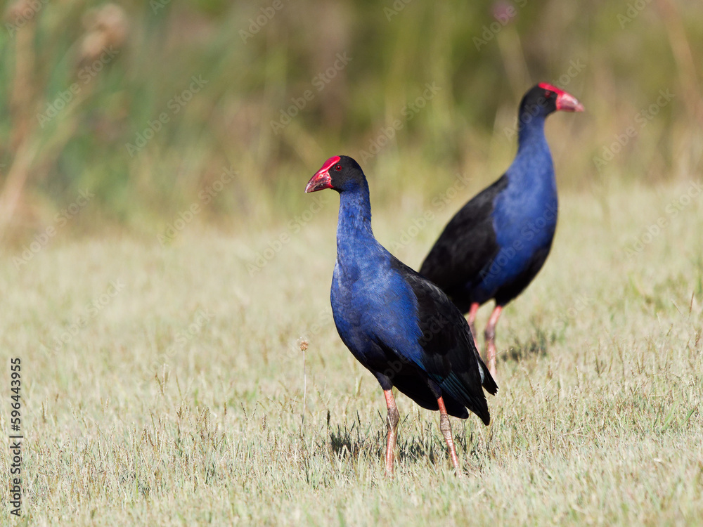 Australasian Swamphen (Porphyrio melanotus) feeding on grassland at Maitland New South Wales Australia Australasian Swamphen (Porphyrio melanotus) feeding on grassland at Maitland New South Wales Australia