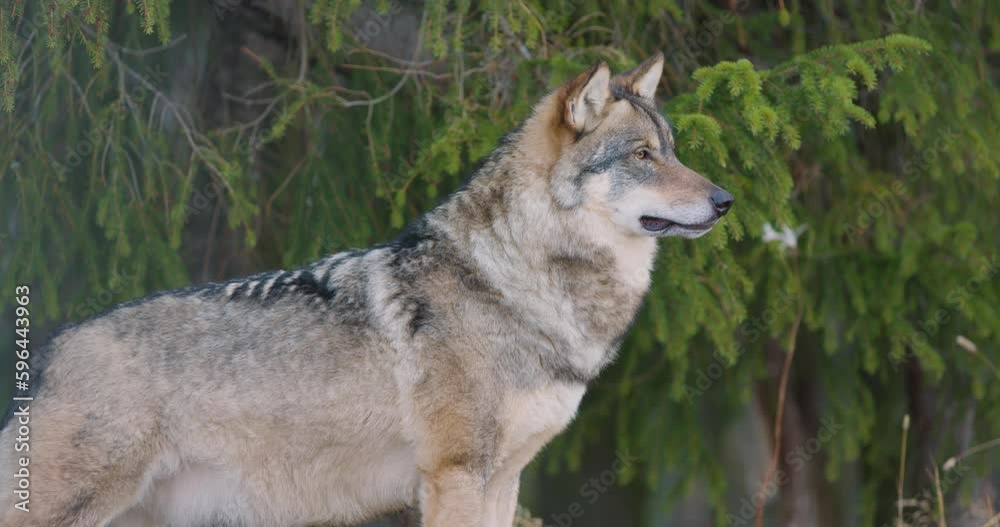 Beautiful grey wolf standing in the forest observing