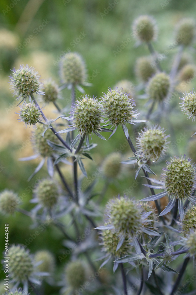 Floral. Closeup view of Eryngium planum Blue Glitter, also known as Sea Holly, blue flowers
