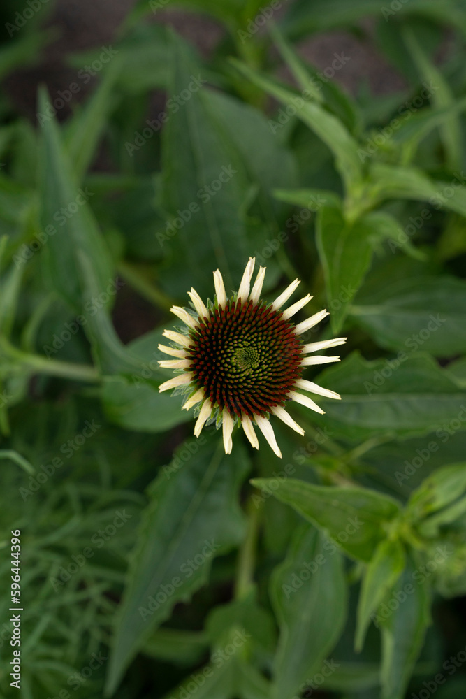 Closeup view of Echinacea purpurea Magnus, flower. Closeup view of Echinacea purpurea Magnus, flower.