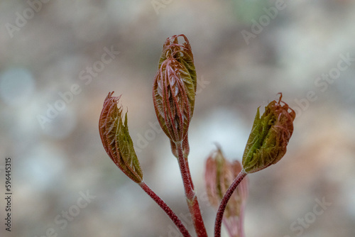 Fototapeta Naklejka Na Ścianę i Meble -  Spring, plant buds, flowers sprinkled with snow. The end of April. Central Europe. Plants wake up after winter rest. Day. Daylight.