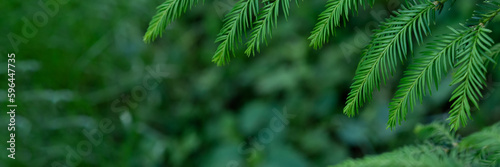Summer nature background with green tree branches and leaves, pine forest texture with foliage frame and soft selective focus, banner or backdrop with copy space