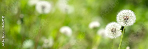 Summer nature background with green meadow grass and white dandelion flowers at sunny day  floral spring texture with soft selcective focus  copy space