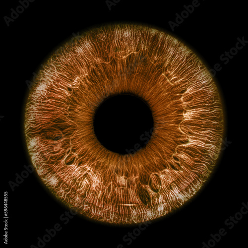 Brown eye iris - human eye