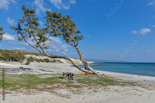 Fototapeta Naklejka Na Ścianę i Meble -  lone cade juniper tree (Juniperus oxycedrus) on Gilikli Beach near Alacati (Cesme, Izmir province, Turkey) 