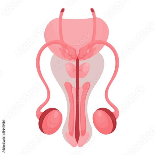 Male reproductive organ. Healthy reproductive Internal human system in cartoon style. Vector illustration. Isolated on white background.