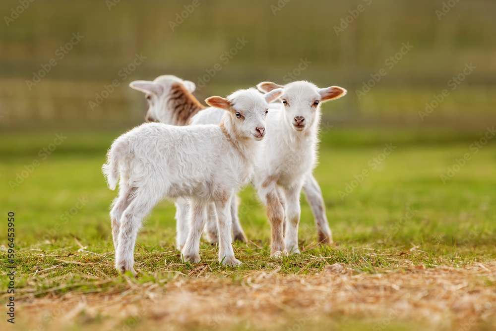 Little baby sheeps in summer. Farm animals.	