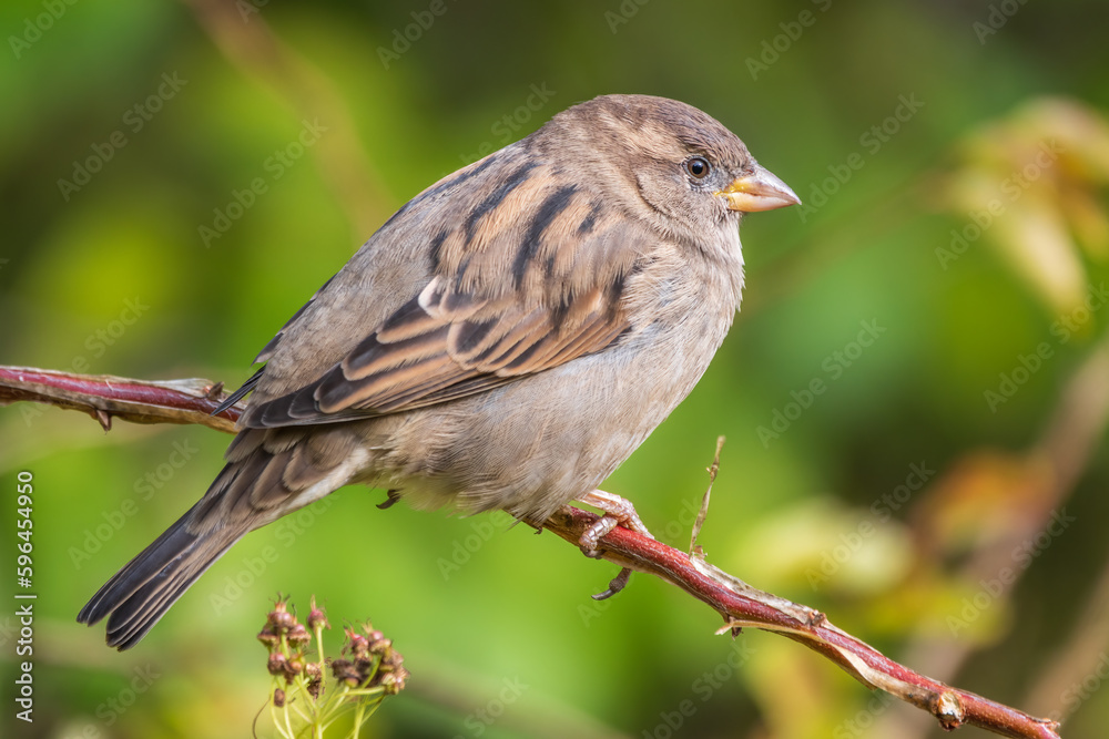 Sparrow sitting on a green branch in autumn. Sparrow with playful poise on branch in autumn or summer Sparrow sitting on a green branch in autumn. Sparrow with playful poise on branch in autumn or summer