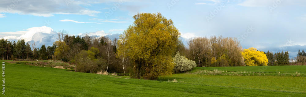 Blühende Weidenbäume im Frühjahr
Blühende Weidenbäume im Frühjahr