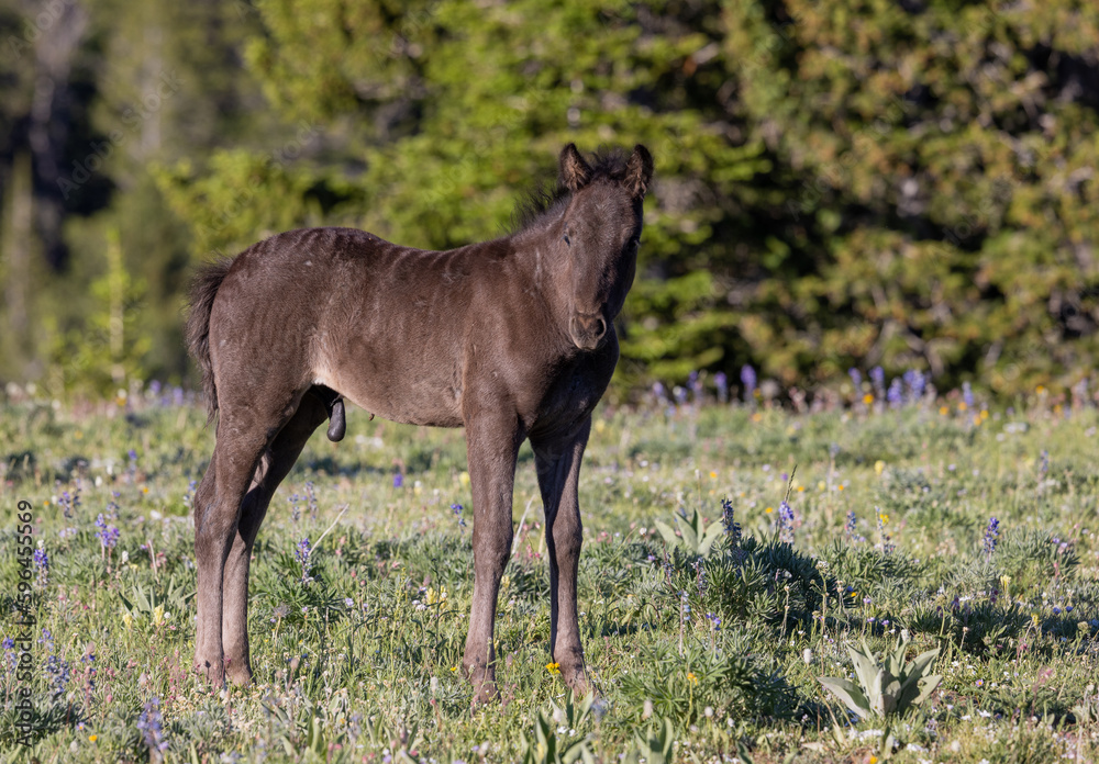 Wild Horse Foal in the Pryor Mountains Montana in Summer Wild Horse Foal in the Pryor Mountains Montana in Summer