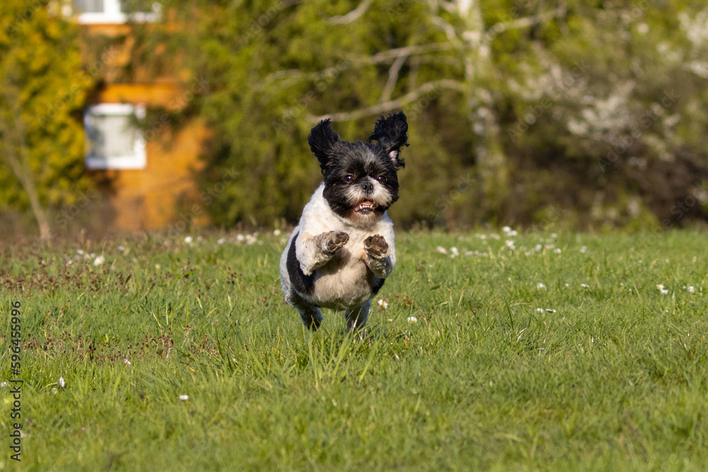 A cute shih Tzu dog runs on the grass