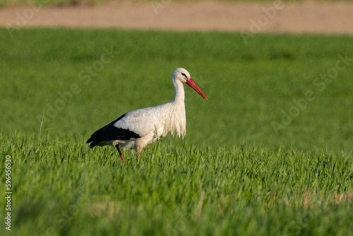 white stork in the grass, Poland