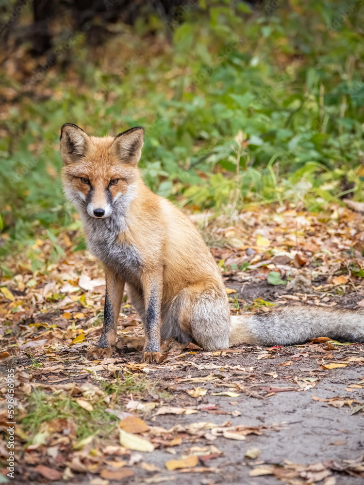 Close up of a red fox Vulpes vulpes, sitting on a path in the forest.