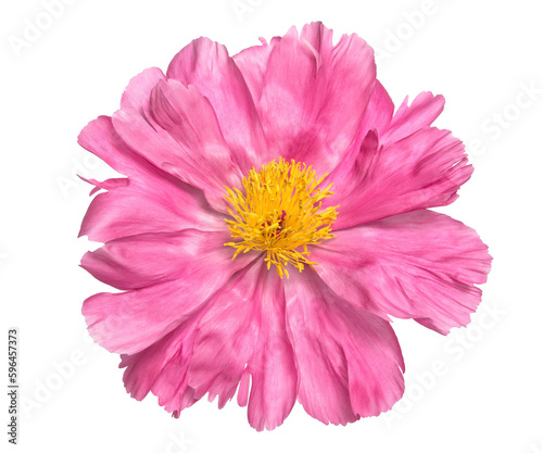 PNG Pink peony flower head isolated on transparent background