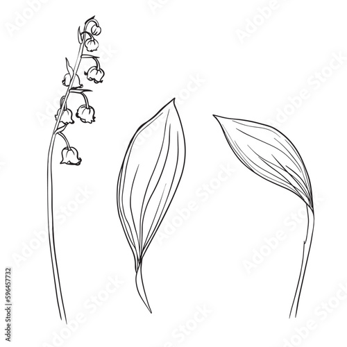 Collection set of lily of the valley flower and leaves drawing illustration. for pattern, logo, template, banner, posters, invitation and greeting card design. Vector