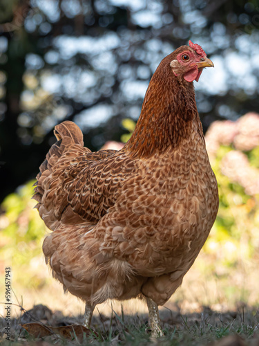 gallina ponedora al aire libre ,retrato de gallina hermosa