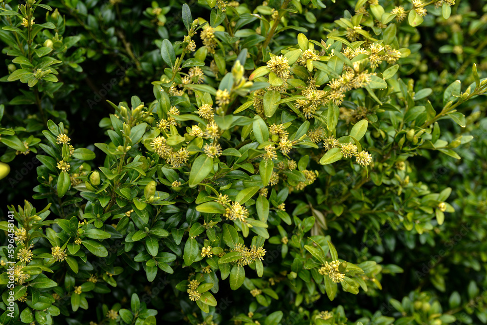 Blooming boxwood. Buxus sempervirens with yellow flowers.