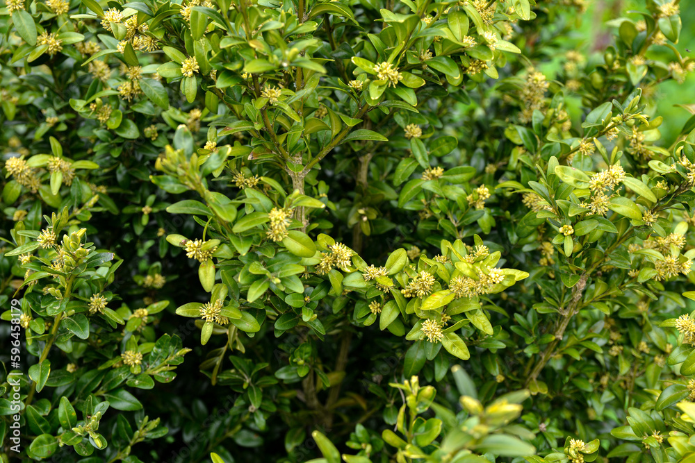Blooming boxwood. Buxus sempervirens with yellow flowers. Blooming boxwood. Buxus sempervirens with yellow flowers.