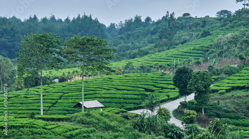 Serene Tea Plantation View in a Tropical Climate