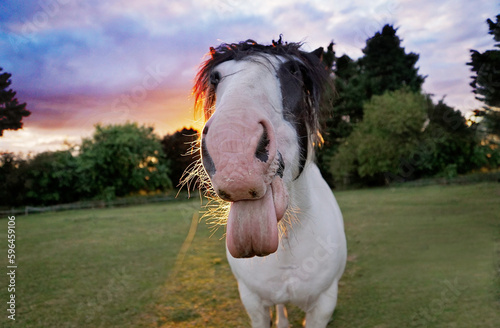 Funny happy smiling horse with tongue sticking out