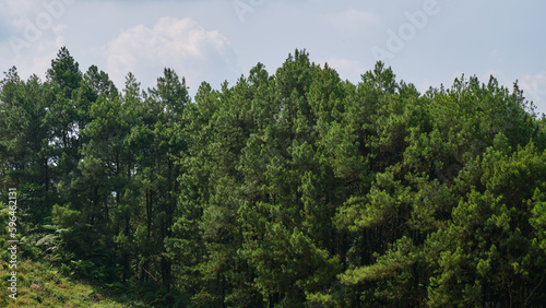 Majestic Pine Trees: Standing Tall and Proud