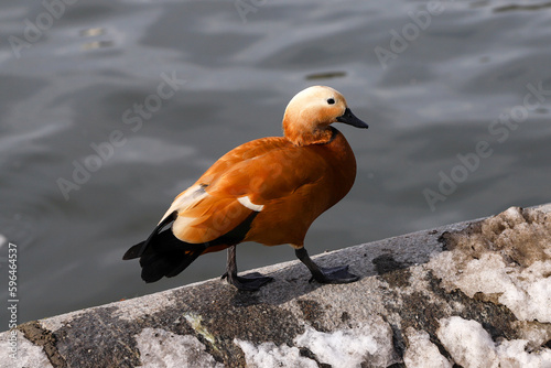 Billede på lærred The ruddy shelduck walking on the on the stone snowy parapet near the water
