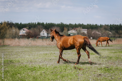 A beautiful young fast brown horse runs in a meadow with green grass in a pasture. Photo of an animal.