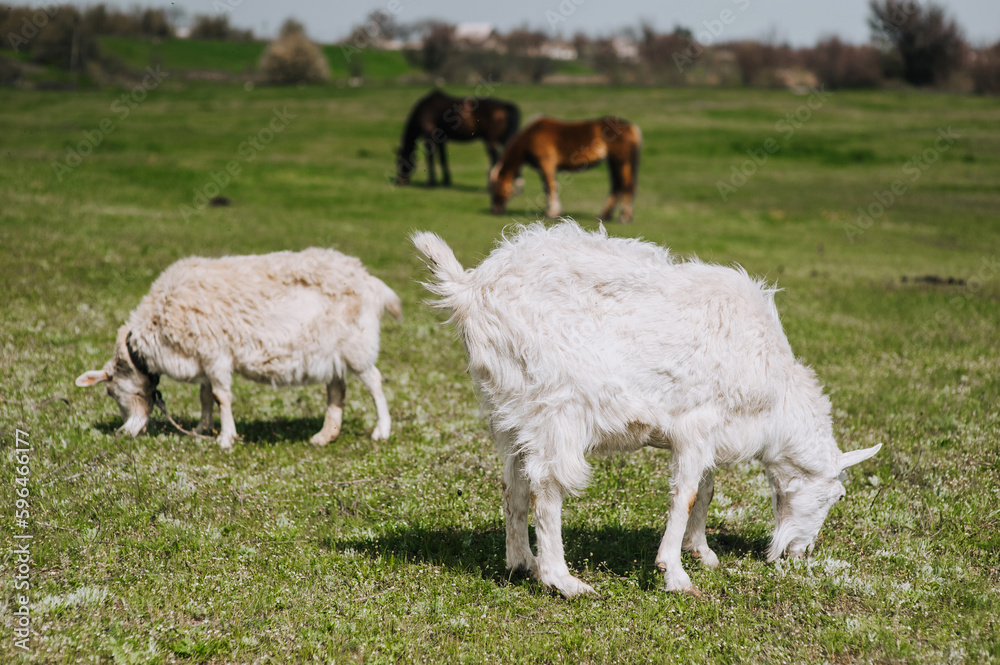 Fototapeta premium White, curly-haired goats graze in the meadow, eating green grass in the field. Animal photography, close-up portrait, herbivore.