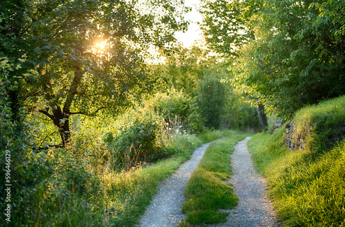 wonderful meadow path framed in lush green by meadows with succulent tufts of grass, bushes and deciduous trees, through whose canopy the sun shines