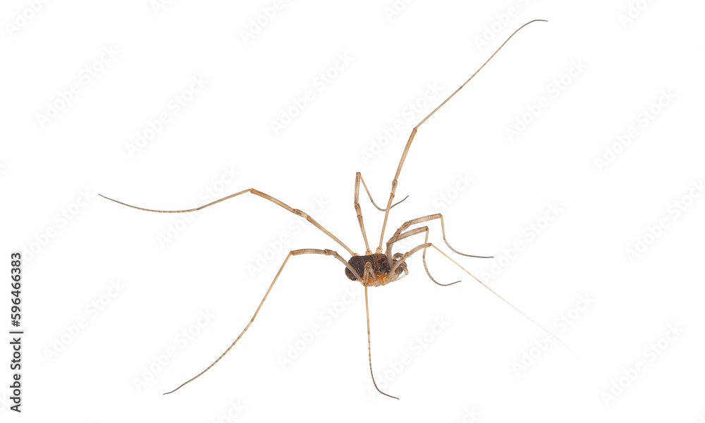 Saddleback harvestman isolated on white background, Mitopus morio