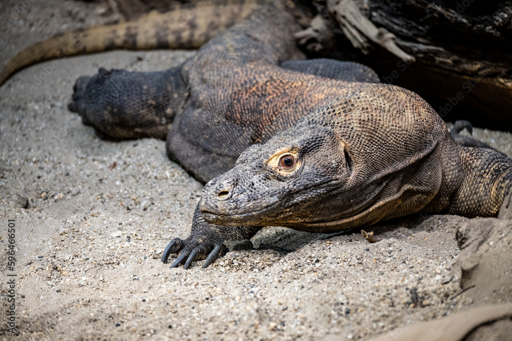 The biggest lizard in the world, Komodo dragon, lying in the sand, looking at the camera