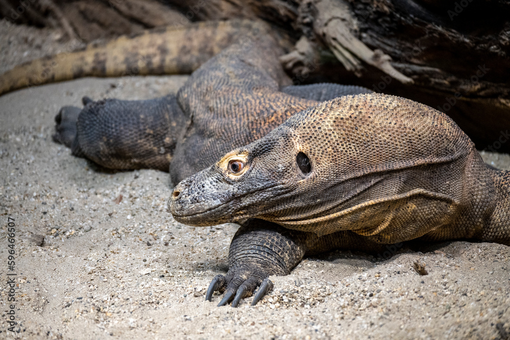 The biggest lizard in the world, Komodo dragon, lying in the sand, showing his profile to the camera