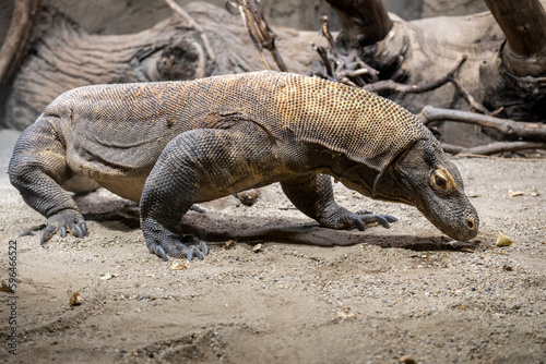 The biggest lizard in the world  Komodo dragon  lying in the sand  showing his profile to the camera