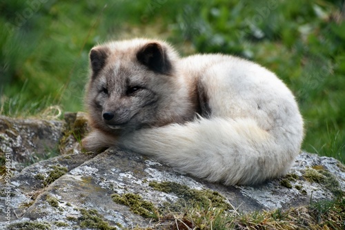 Artic Fox